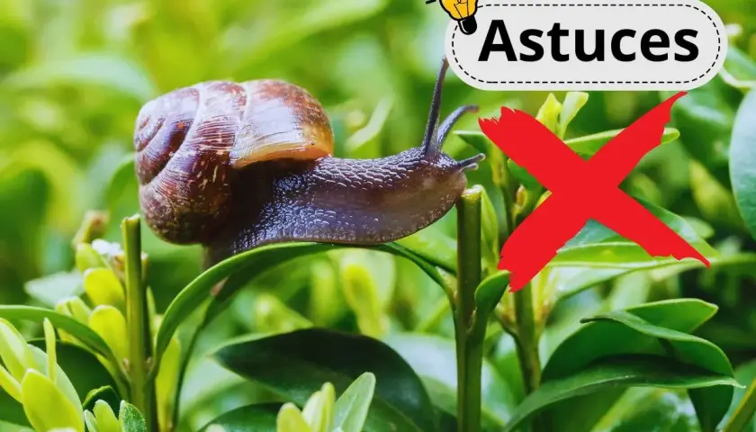 Un escargot sur une feuille verte, avec un "X" rouge et le mot "Astuces". Un remède de grand-mère contre les escargots.