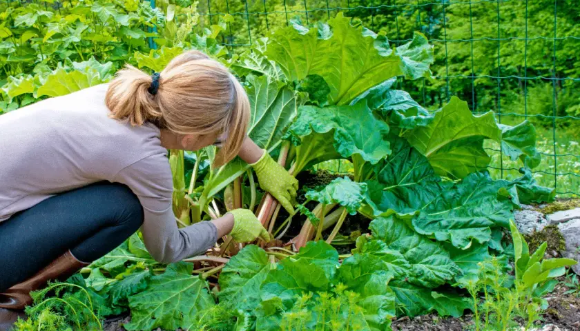 Une femme en bottes et gants verts cueille la rhubarbe dans un jardin luxuriant. Le moment idéal pour savoir quand cueillir la rhubarbe est quand les tiges sont bien développées.