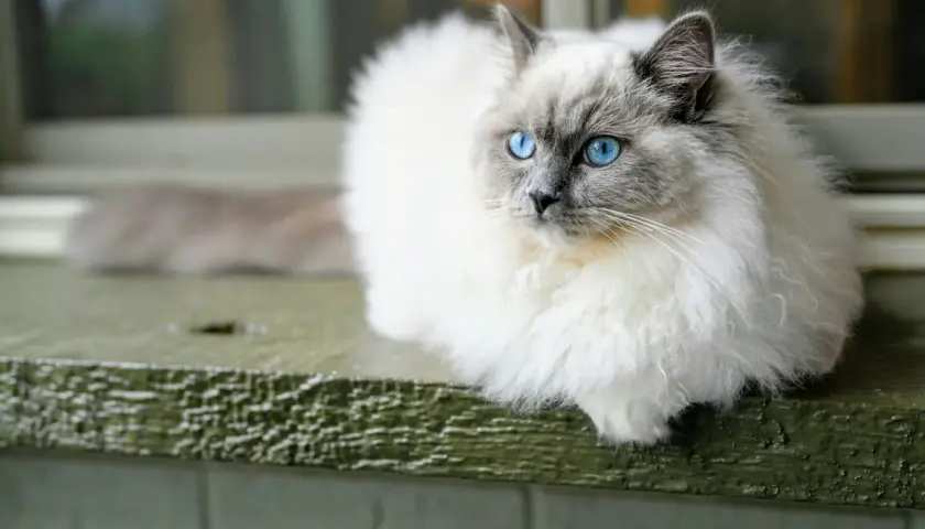 Puszysty kot rasy ragdoll z niebieskimi oczami siedzi na zielonej desce.