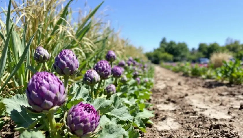 Magnifique plantation d'artichauts pleine terre sous un ciel bleu. Les bourgeons violets promettent une belle récolte.