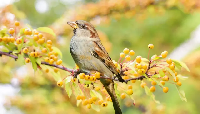 Ein Spatz sitzt auf einem Ast mit gelben Beeren. Er könnte sich fragen, was fressen Spatzen, während er die Früchte betrachtet.