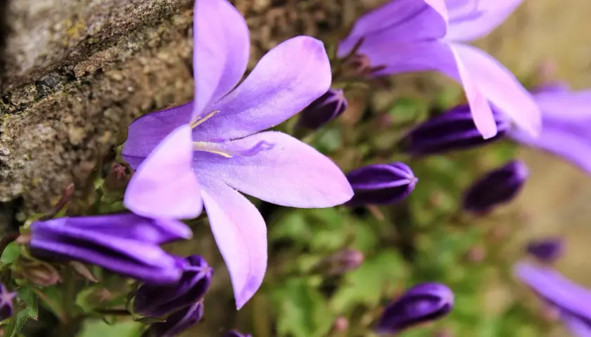 Fioletowa campanula w doniczce, z pąkami i otwartymi kwiatami, delikatnie opiera się o kamień.