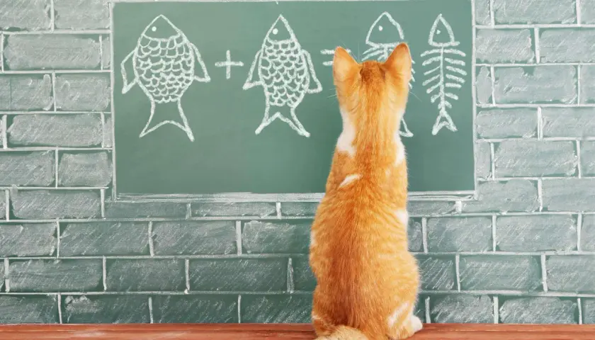 Un gatito naranja mira una pizarra con dibujos de peces y un esqueleto de pez, como si estuviera aprendiendo cómo se comunican los gatos.