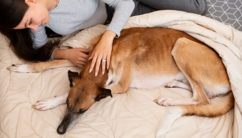 Mujer acaricia a su perro, que parece cansado. Mi perro no quiere comer y solo quiere dormir, acurrucado bajo una manta.