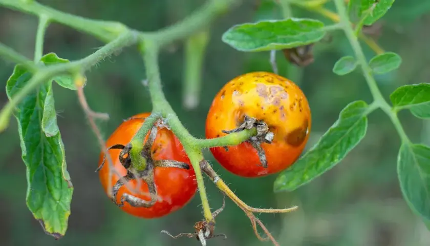 Pomodori acerbi con macchie gialle e marroni, segni di **virosi pomodoro**. Le foglie circostanti sono verdi ma leggermente appassite.