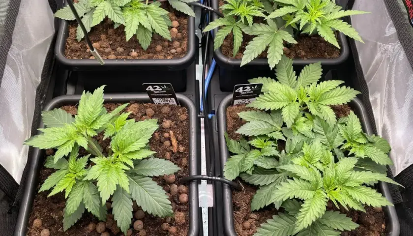Giovani piante di scrog weed in vasi, pronte per la crescita.