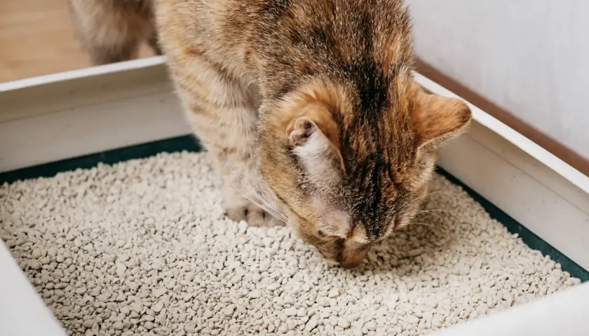 Eine getigerte Katze schnuppert neugierig in einer Katzentoilette. Sie scheint die Textur des Katzenstreus zu untersuchen, vielleicht auf der Suche nach einem Leckerbissen oder einfach nur aus Interesse.