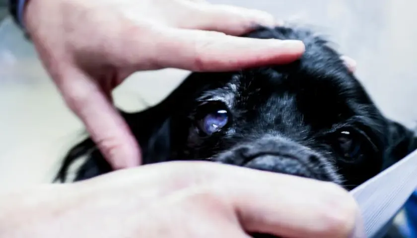 Manos acarician la cabeza de un perro negro con un ojo azulado y nublado. Parece que mi perro se cae de repente, pero solo está siendo examinado.