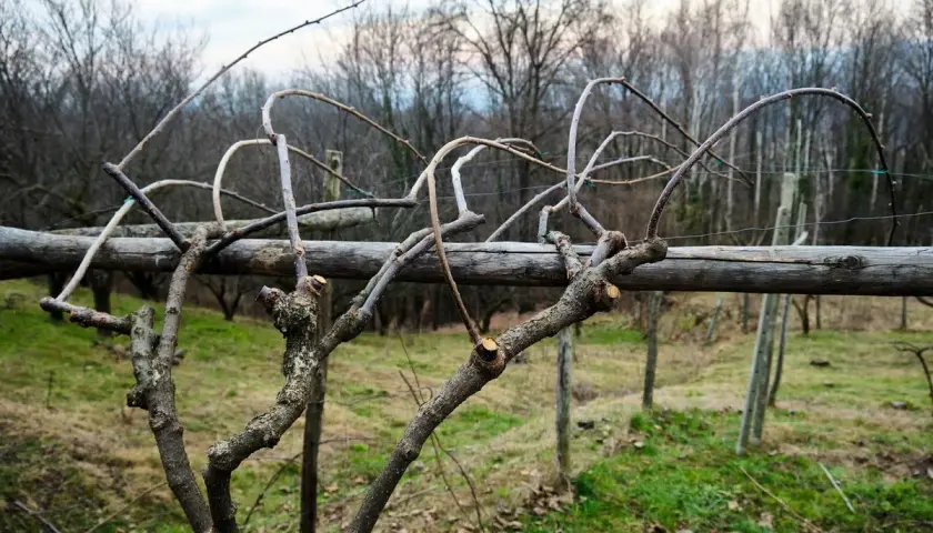 Gros plan sur des branches taillées, prêtes pour la saison prochaine. La taille kiwi a été effectuée sur cette vigne.
