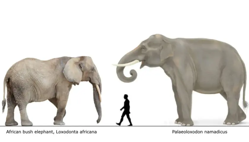 Comparación de tamaño entre un elefante africano y un Palaeoloxodon. ¿Cuánto pesa un elefante? El Palaeoloxodon es mucho más grande.
