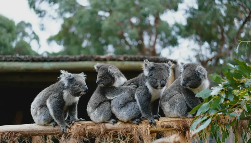 Cztery urocze koale siedzą na gałęzi, tworząc przytulną grupę. Te niezwykłe zwierzęta w Australii są symbolem tego kontynentu.