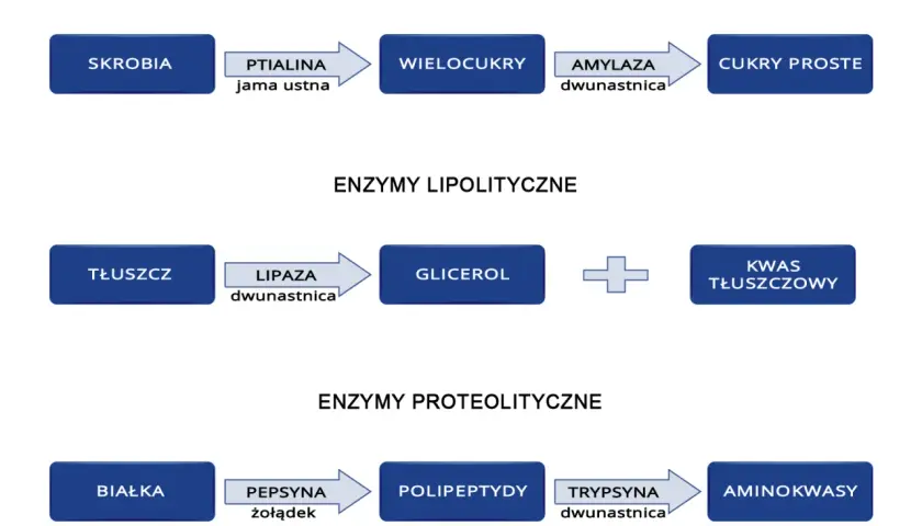 Schemat trawienia: skrobia -> wielocukry -> cukry proste; tłuszcz -> glicerol + kwas tłuszczowy (gdzie są trawione tłuszcze); białka -> polipeptydy -> aminokwasy.