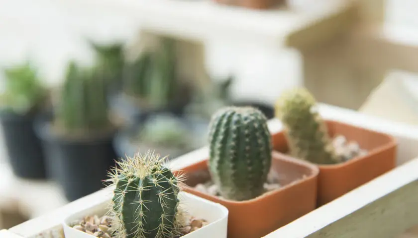 Pequeños cactus en macetas, un ejemplo de como cuidar un cactus: poca agua y mucho sol.