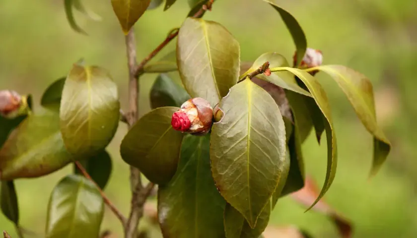 Camélia avec des feuilles marron, signe d'une maladie. Un bouton floral rouge est visible.