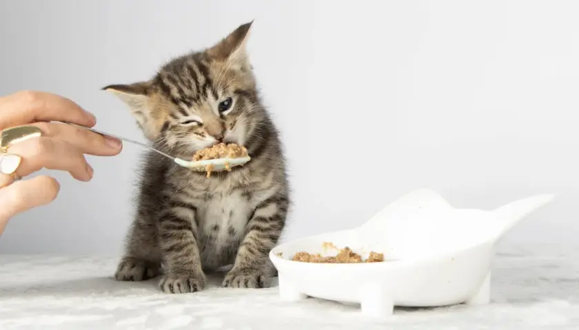 A tiny tabby kitten winks as it eats from a spoon, learning when do kittens start eating food. A white bowl of food sits nearby.