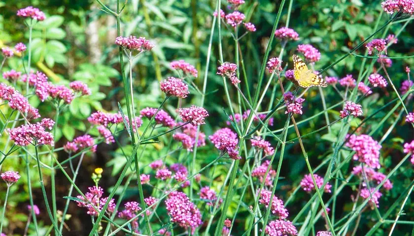 Un papillon butine la verveine de Buenos Aires. Une belle association pour un jardin fleuri.