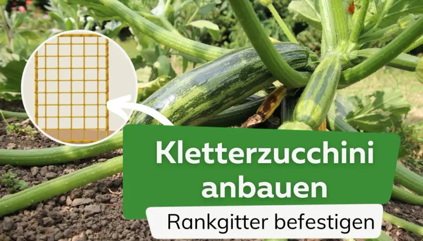 Zucchini brauchen Rankhilfe. Ein Rankgitter ist ideal, um Kletterzucchini anzubauen und zu befestigen.
