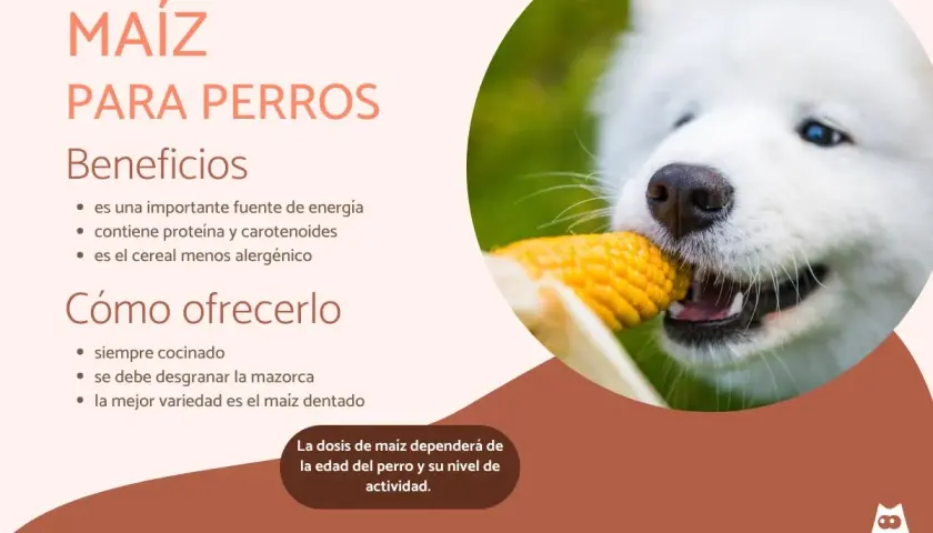 Un perro blanco disfruta de una mazorca de maíz, un alimento beneficioso para ellos.
