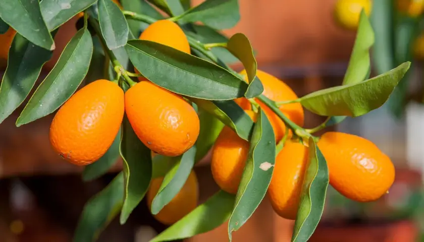 Grappe de kumquats mûrs sur un kumquat arbre, leurs peaux orangées brillantes contrastent avec les feuilles vertes.