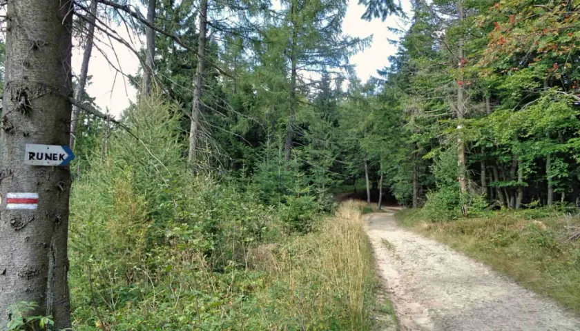 Ścieżka w lesie, gdzie krynica-zdrój jakie to góry. Znaki szlaku turystycznego na drzewie.
