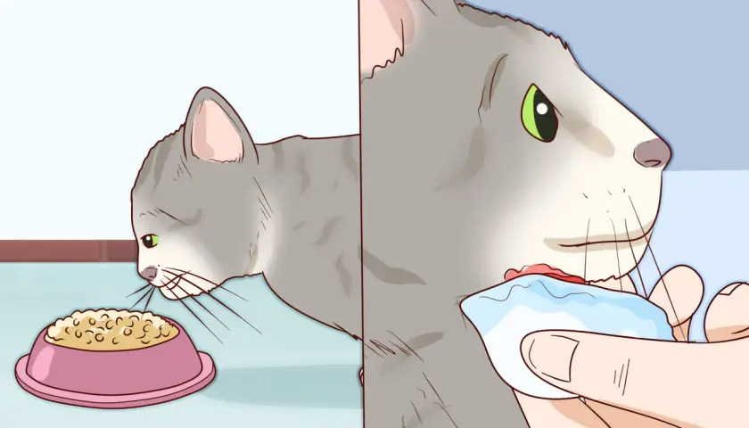 Graue Katze frisst aus Napf, dann wird ihr Kinn mit einem Tuch gereinigt.