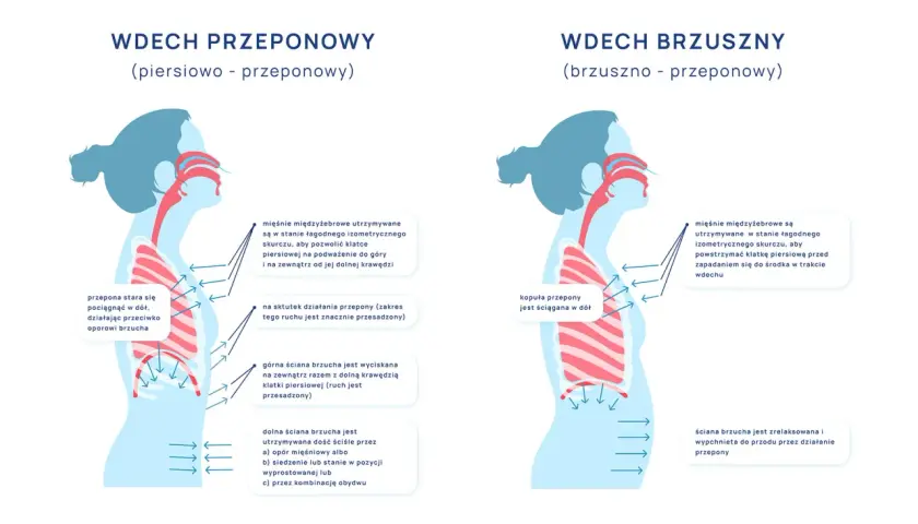 Ilustracja pokazuje, gdzie jest przepona podczas wdechu piersiowo-przeponowego i brzusznego.