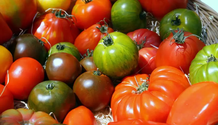 Un assortiment coloré de tomates anciennes, allant du vert zébré au brun profond, en passant par le rouge vif, évoque un panier garni de saveurs d'antan.