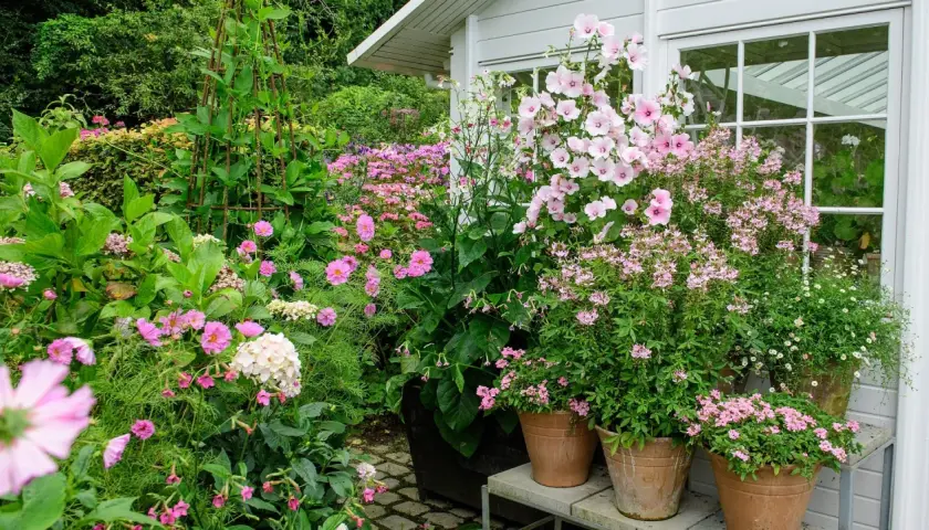 En lummig trädgård med massor av sommarblommor i kruka. Rosa och vita blommor i olika storlekar skapar en färgsprakande och inbjudande miljö.