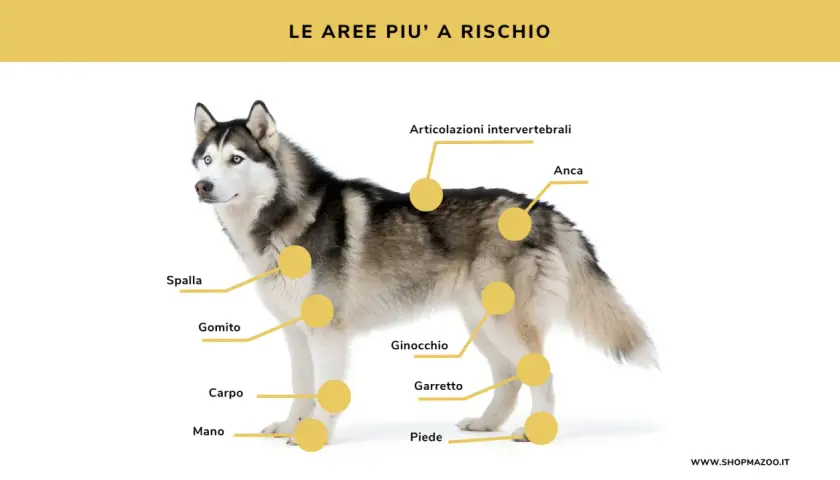 Husky con cerchi gialli che indicano le aree più a rischio per i dolori articolari cane: spalla, gomito, carpo, mano, ginocchio, garretto, anca e articolazioni intervertebrali.