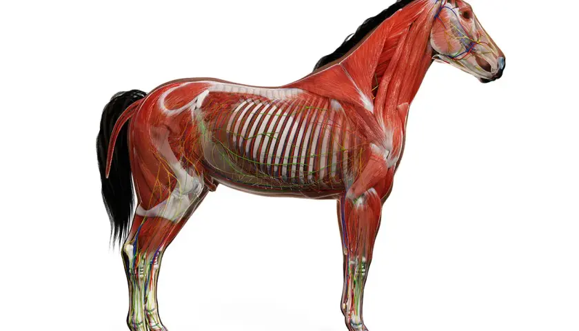 Poznaj wszystkie części konia - kompletny atlas budowy anatomicznej zwierząt