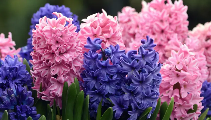 Un bouquet de jacinthes d'Orient roses et bleues, aux grappes florales denses et parfumées, émerge de feuilles vertes.