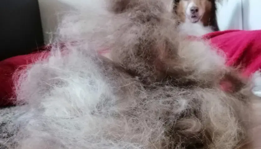 Ein riesiger Haufen Hundehaare liegt auf einem roten Kissen. Der Hund, der extrem haart, schaut neugierig in die Kamera.