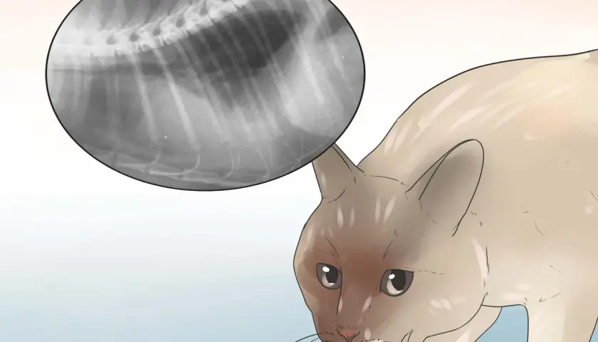 Radiografía de un gato con respiración agitada. Se observa una imagen de rayos X del tórax del felino, mostrando sus costillas y columna vertebral.
