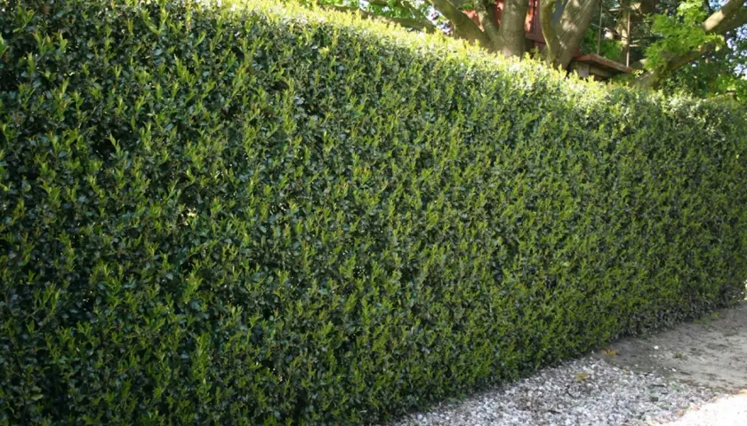 Dichte grüne Hecke aus Ilex, ideal zum Ilex vermehren. Dahinter ein Baum mit einem Baumhaus.