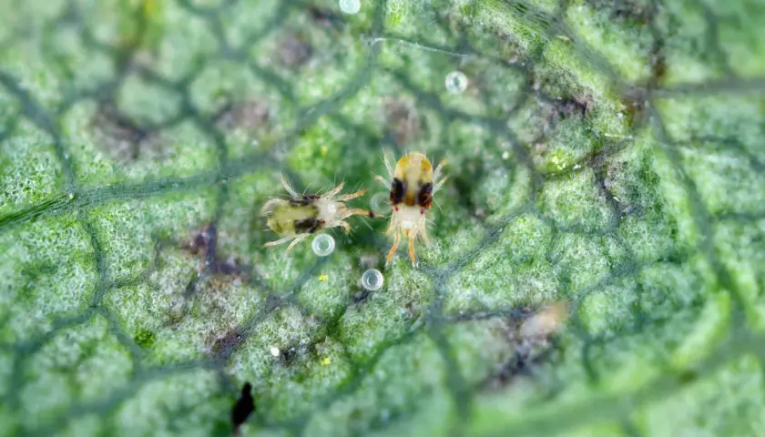 Zwei winzige Apfelbaum-Spinnmilben auf einem grünen Blatt, umgeben von ihren Eiern und feinen Gespinsten.