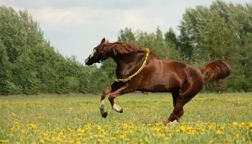 Cheval brun en liberté dans un champ de pissenlits, portant une guirlande de fleurs. Attention, la porcelle enracinée est toxique pour les chevaux.