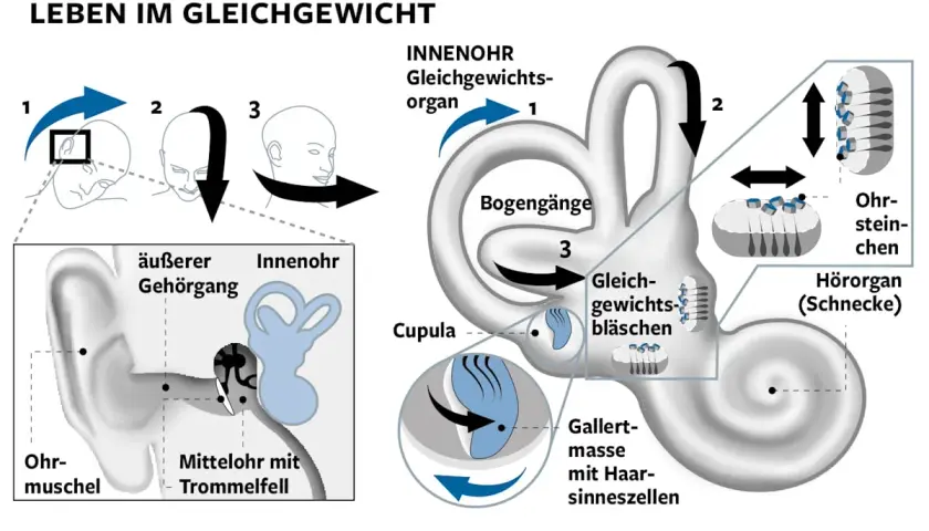 Das Gleichgewichtsorgan im Innenohr erklärt, wie Bewegungen und Ohrsteinchen für unser Gleichgewicht sorgen. Störungen können zu Gleichgewichtsstörungen führen.