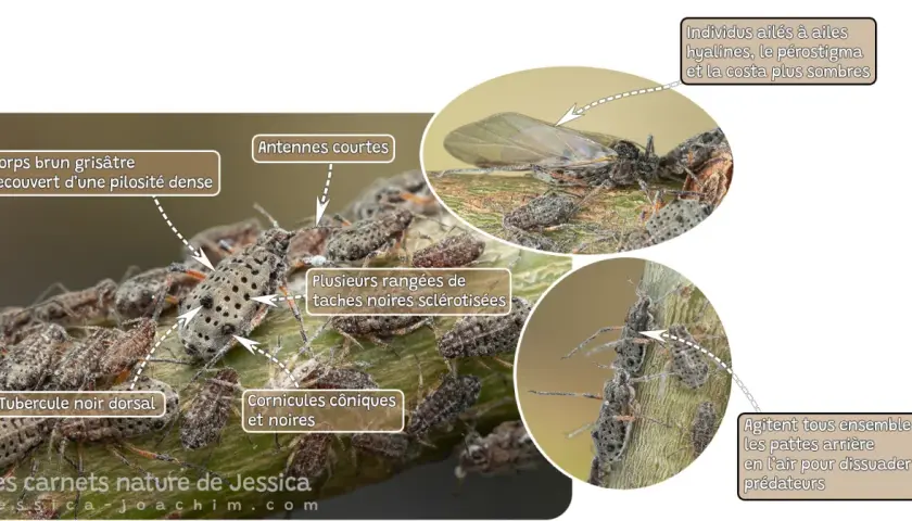 Pucerons du saule : corps grisâtre, antennes courtes, taches noires. Le traitement peut impliquer des prédateurs naturels.