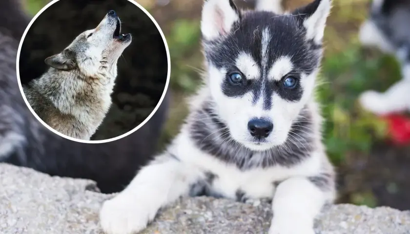 Mały husky, przyszły wilk, patrzy z zaciekawieniem. Obok wilk wyjący do księżyca.