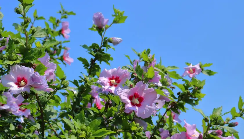 Arrosage hibiscus sous un ciel bleu. Les fleurs roses et violettes s'épanouissent, une abeille butine.