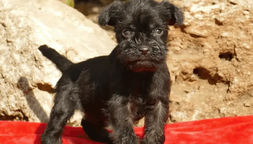 Un adorable schnauzer mini negro, con su pelaje rebelde y mirada curiosa, posa sobre una tela roja ante rocas.