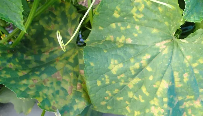 Foglie di cetriolo colpite da peronospora, con macchie gialle e marroni che si diffondono.