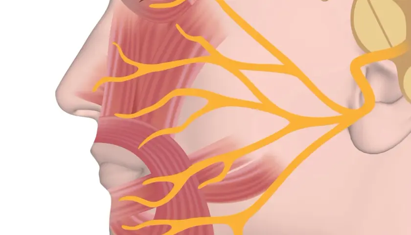 Anatomia twarzy: widok profilu ukazujący mięśnie twarzy i nerwy.