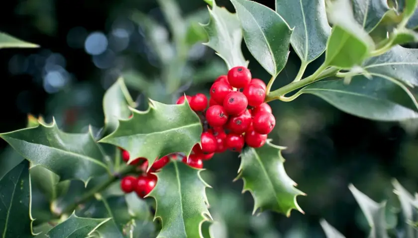 Branche de houx avec des baies rouges vives. Le houx, symbole de protection et de renouveau, se pare de ses fruits éclatants.