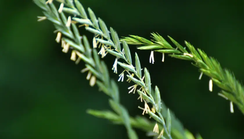 Nahaufnahme von Gräsern mit kleinen weißen Blüten. So kann man Quecke erkennen.