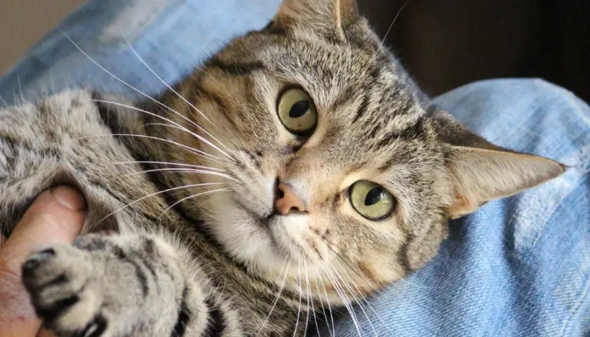 Eine getigerte Katze liegt auf blauem Stoff. Ihre grünen Augen blicken neugierig, während sie leicht knurrt.