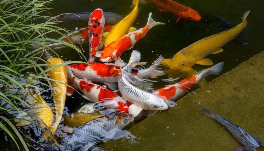 Un grupo de coloridos peces koi nadan en un estanque exterior, creando un espectáculo vibrante.