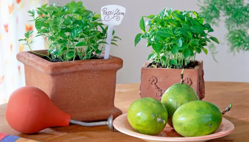 Zwei Töpfe mit jungen Passiflora-Pflanzen, bereit für das **Passionsfrucht selber ziehen**. Daneben liegen grüne Früchte und eine kleine Gießkanne.