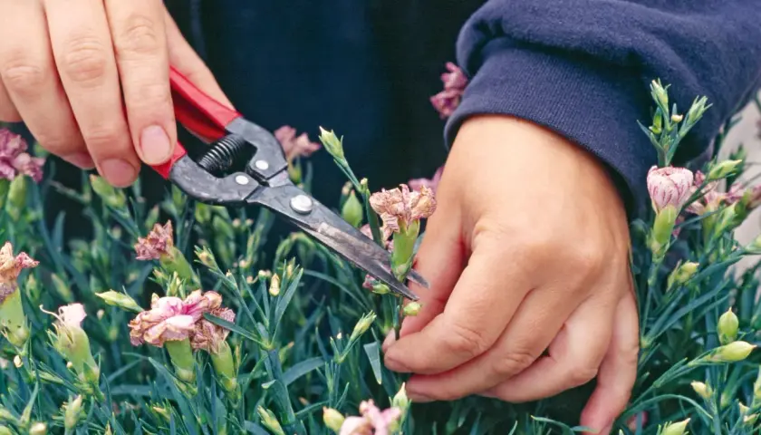Hände mit einer Gartenschere schneiden verblühte Nelken, um Platz für neue Blüten zu schaffen.