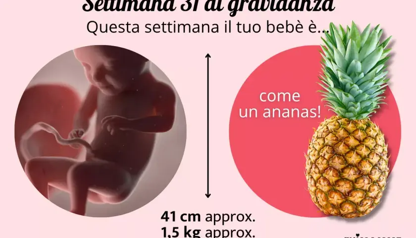 A 31 settimane di gravidanza, il tuo bebè è grande come un ananas, lungo circa 41 cm e pesa 1,5 kg.
